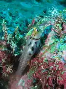 Maldives Blenny (Ecsenius minutus)