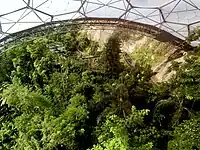 Inside the Rainforest Biome