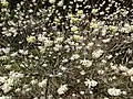 Edgeworthia chrysantha in flower, Imperial Palace gardens, Tokyo