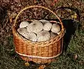 Picked mushroom caps in basket