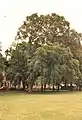 Dutch elm, The Meadows, 1989