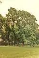 Ulmus japonica by Coronation Walk, The Meadows, 1989