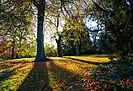 Trees in autumn