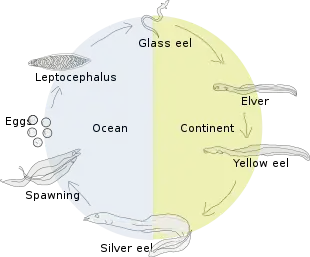 Life cycle of the European eel