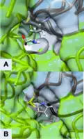 Figure 3 Active Site of ODC Formed by Homodimerization (Green and White Surface Structures) (A) Ornithine in the Active Site of ODC, Cys-360 highlighted in yellow (B) Product of Eflornithine Decarboxylation bound to Cys 360 (highlighted in yellow). The pyrroline ring blocks ornithine from entering the active site