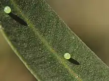 Eggs of oleander hawk moth in United Arab Emirates