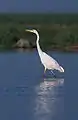 Great egret