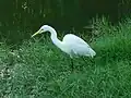 A yellow billed intermediate egret (Daily)