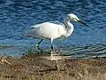 The little egret is the most common species of the egret and the symbol of the Sečovlje Saltworks.