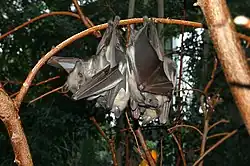 A gray bat with dark brown eyes and black wings