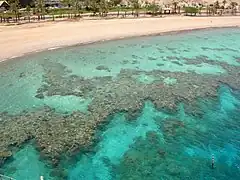 Eilat, coral reef