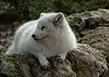 Greenland Arctic foxVulpes lagopus foragorapusispolarræv