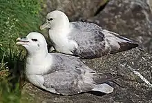 Northern fulmar, at the Norwegian bird-island Runde