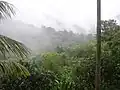 Morning mist in El Yunque rainforest by El Yunque peak.