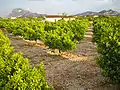 Orange groves in El Verger.