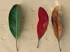 Three leaves: (l to r) fresh, recently fallen, dried