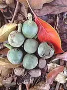 Fruits and stones