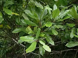 Hinau foliage