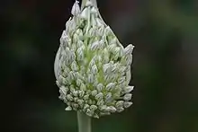 Spathe fully unfurled