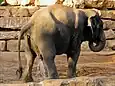 Asian elephant