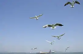 Sea gulls enroute Elephanta Island