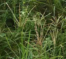 Yerba dulce(Eleusine indica)