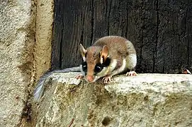 A Garden dormouse on a stone