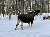 Elk in an urban park