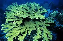 Elkhorn coral