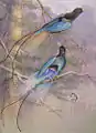 Illustration of two male blue birds-of-paradise.