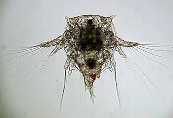 Nauplius larva of Elminius modestus