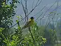 Breeding male, Belo Polje, Serbia