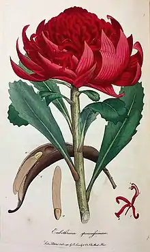 An old colour drawing of a single red flowerhead on a stem