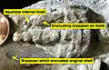 An encrusted Ordovician nautiloid internal mold showing contemporaneous dissolution of the original aragonite shell and calcitic cementation