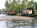 Boats and ducks in the backwaters