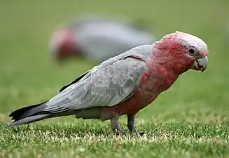 A juvenile in Sydney