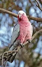 A grey parrot with a pink underside and throat, and a white forehead