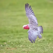 male in flight