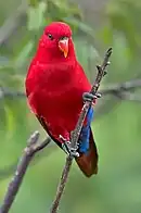 A red parrot with a blue underside-of-the-tail