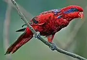 A red parrot with a dark blue streak behind the eyes, dark blue eye-spots, and black-tipped wings