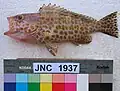 Epinephelus areolatus