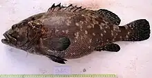 Epinephelus polyphekadion