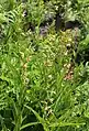 E gigantea clump in moist meadow