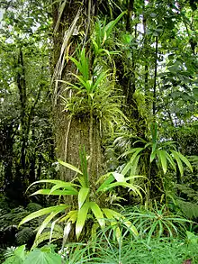 Epiphytes can grow on the trunks of trees or sometimes in the canopy of a tree