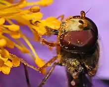 Close-up of the head of a male sitting on a flower of a grey-haired rockrose (Cistus incanus): The fly head has a diameter of 0.1 in (2.5 mm).