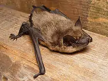 The image depicts Eptesicus serotinus (i.e. Serotine bat) crawling on a wooden surface.