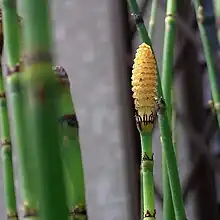 Strobilus of Equisetum