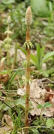 Strobilus of Equisetum