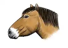 Reconstruction of the Yukon horse, based on a skull