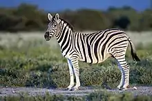 Black and white striped zebra